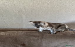 Maine Coon cats for sale: Ready now Maine Coon large Boys GCCF - Image 31