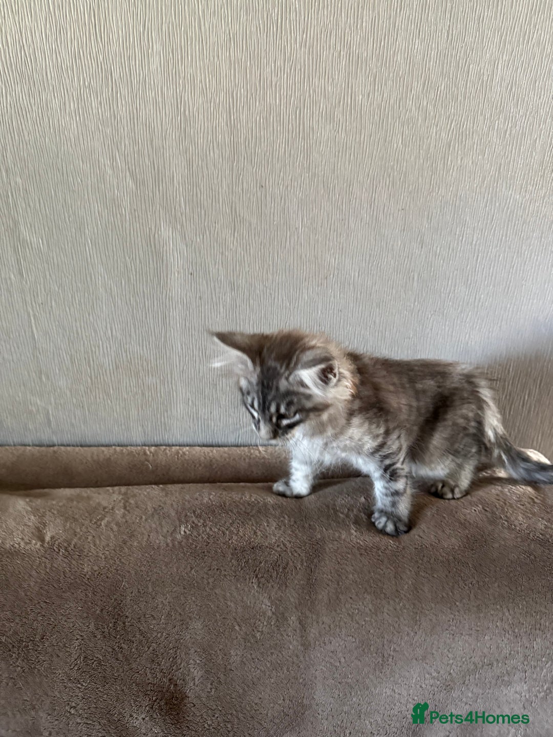 Maine Coon cats for sale: Ready now Maine Coon large Boys GCCF - Image 31