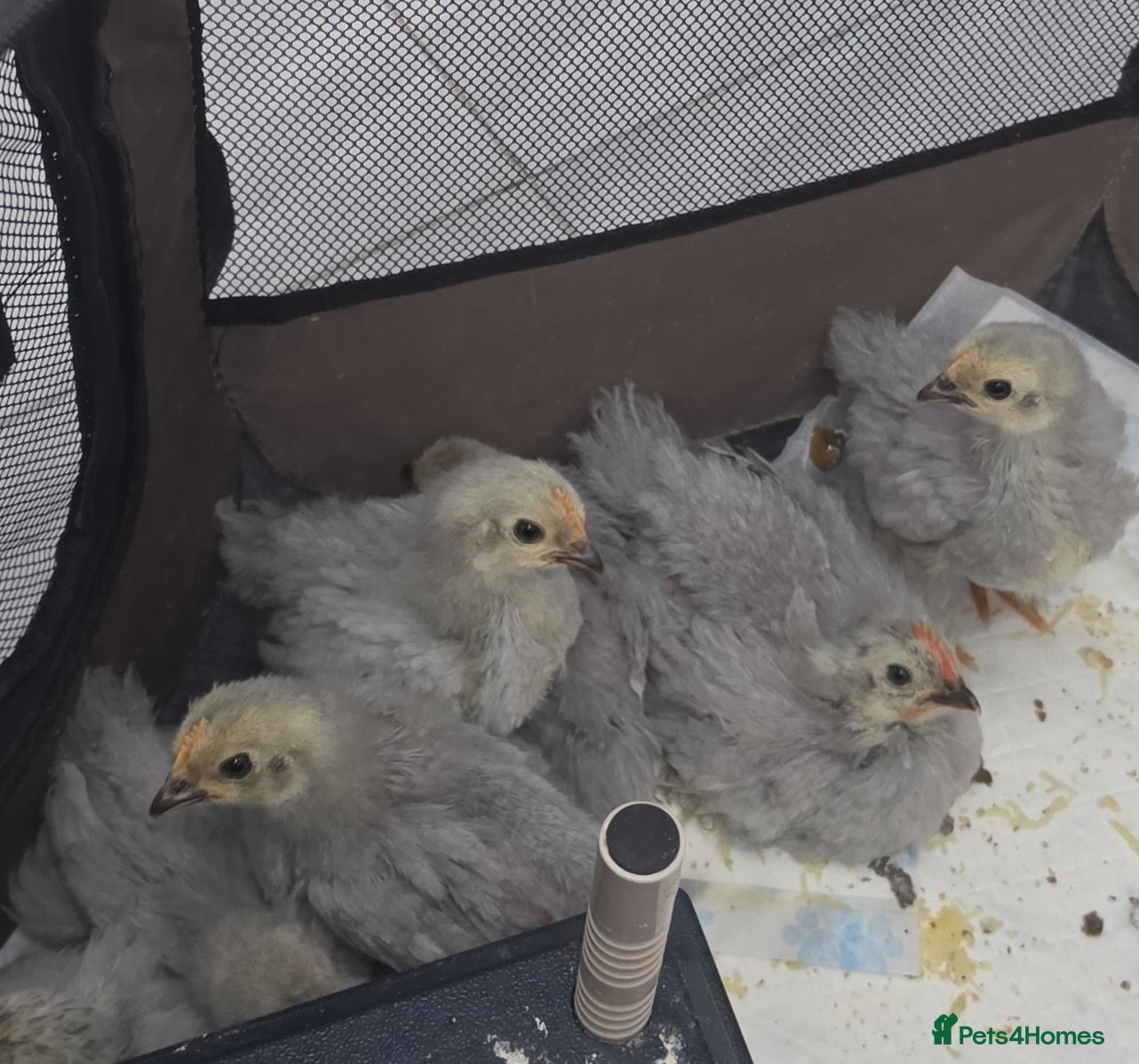 Chickens poultry Lavender pekin bantam  - Advert 2