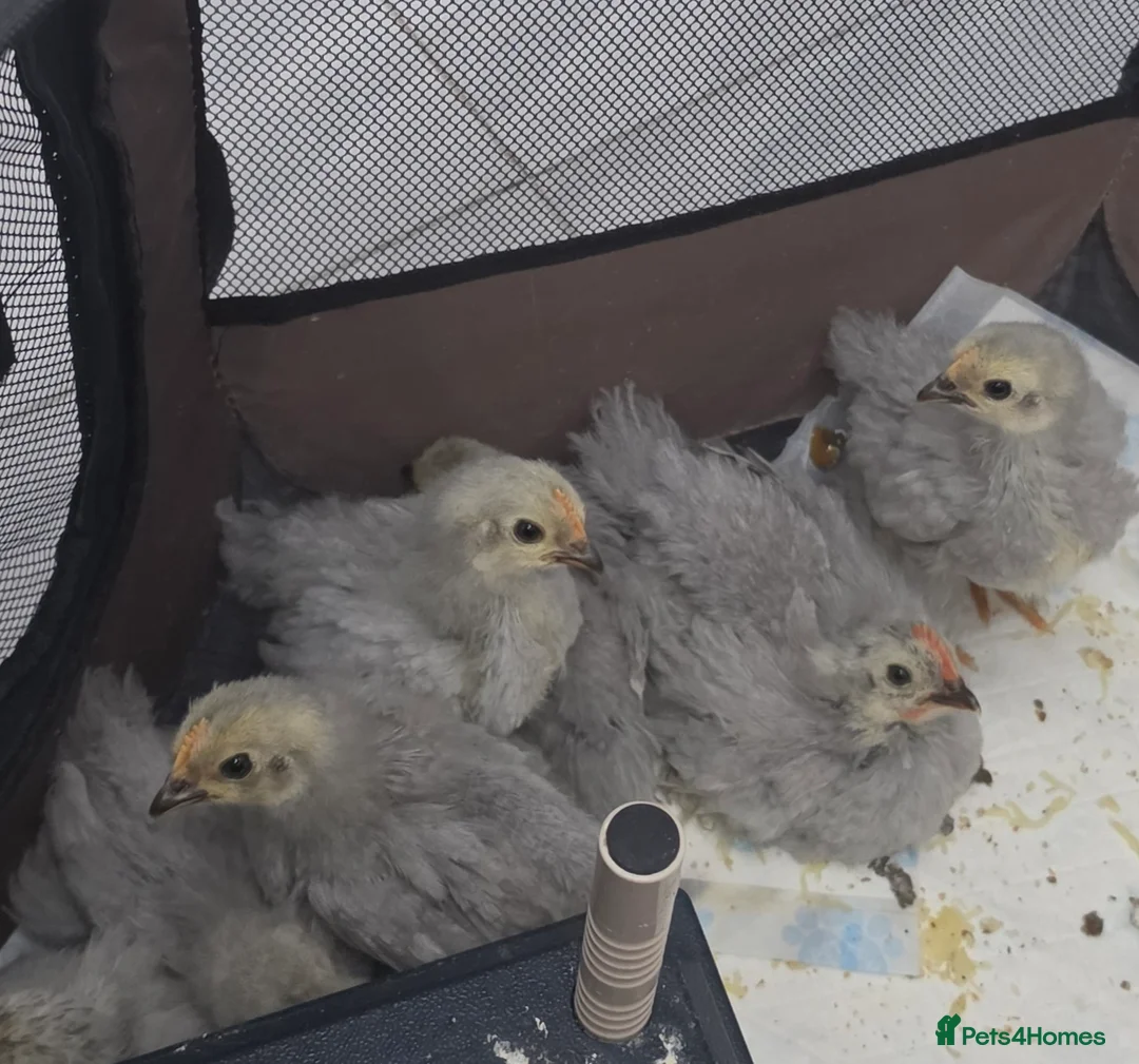 Chickens poultry for sale: Lavender pekin bantam  in Mansfield - Advert 1