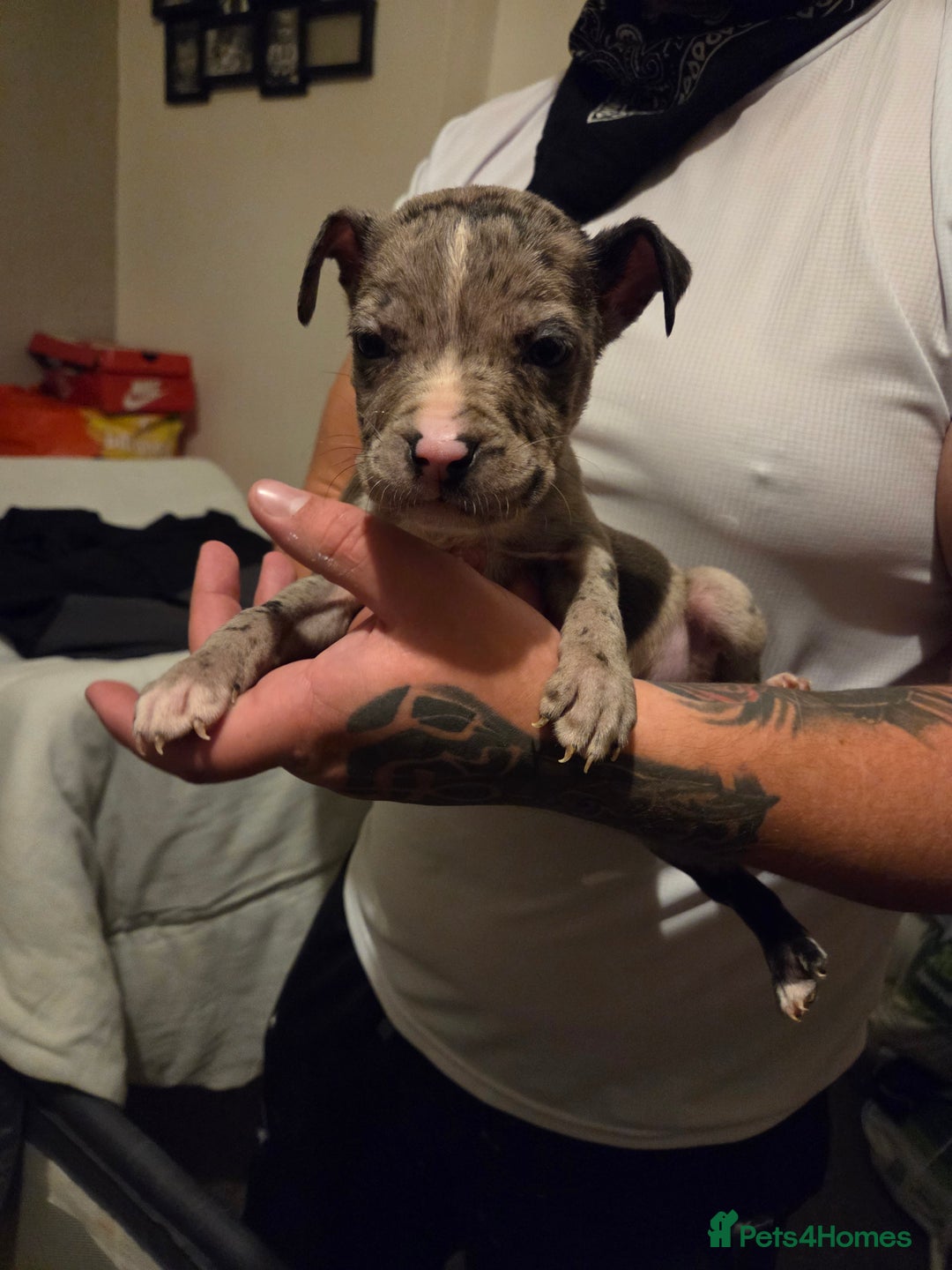 Mixed Breed dogs for sale: Puppies - Advert 8