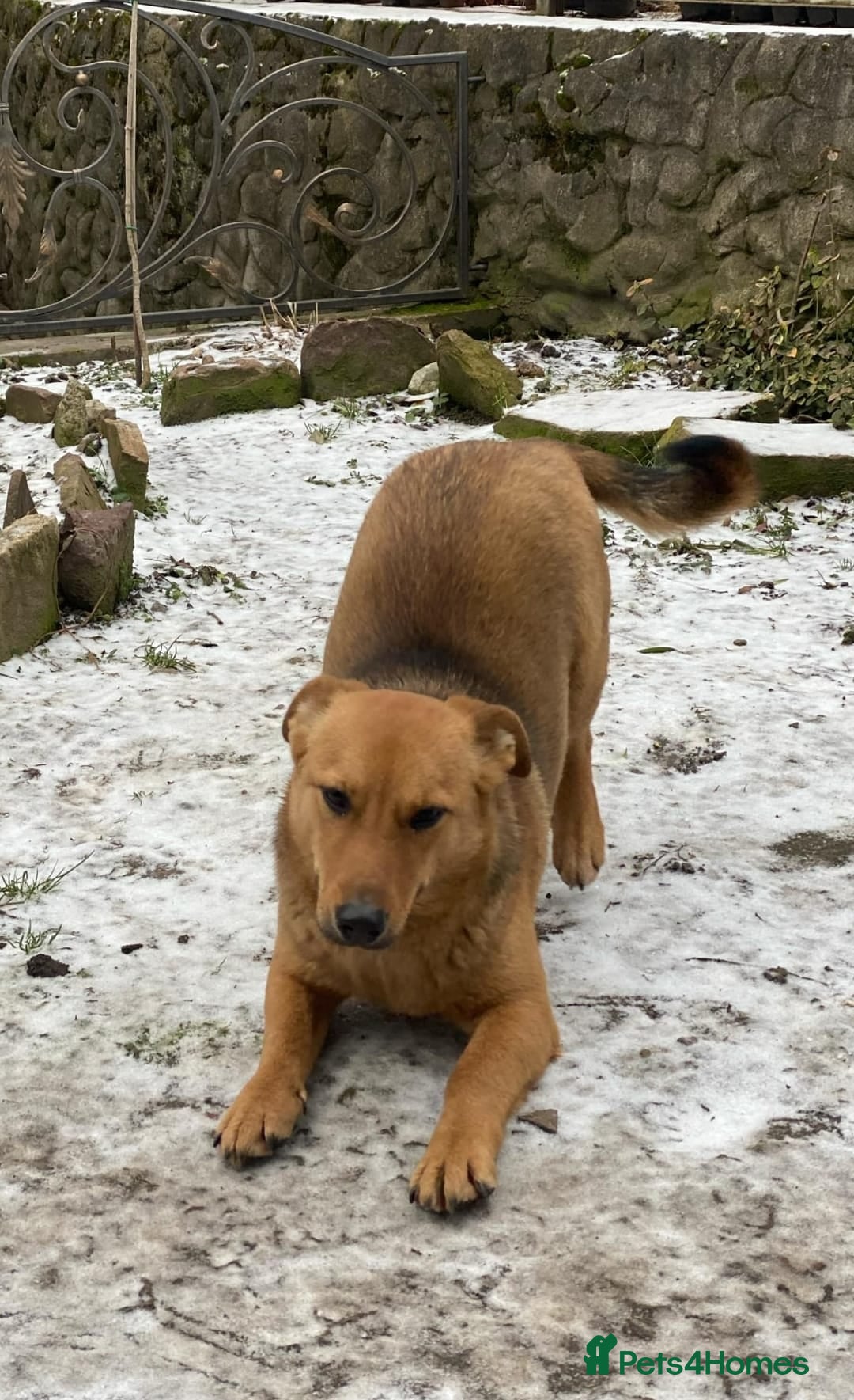 Mixed Breed dogs for adoption: 💖🐶 RAHDA 🐶💖 - Image 14