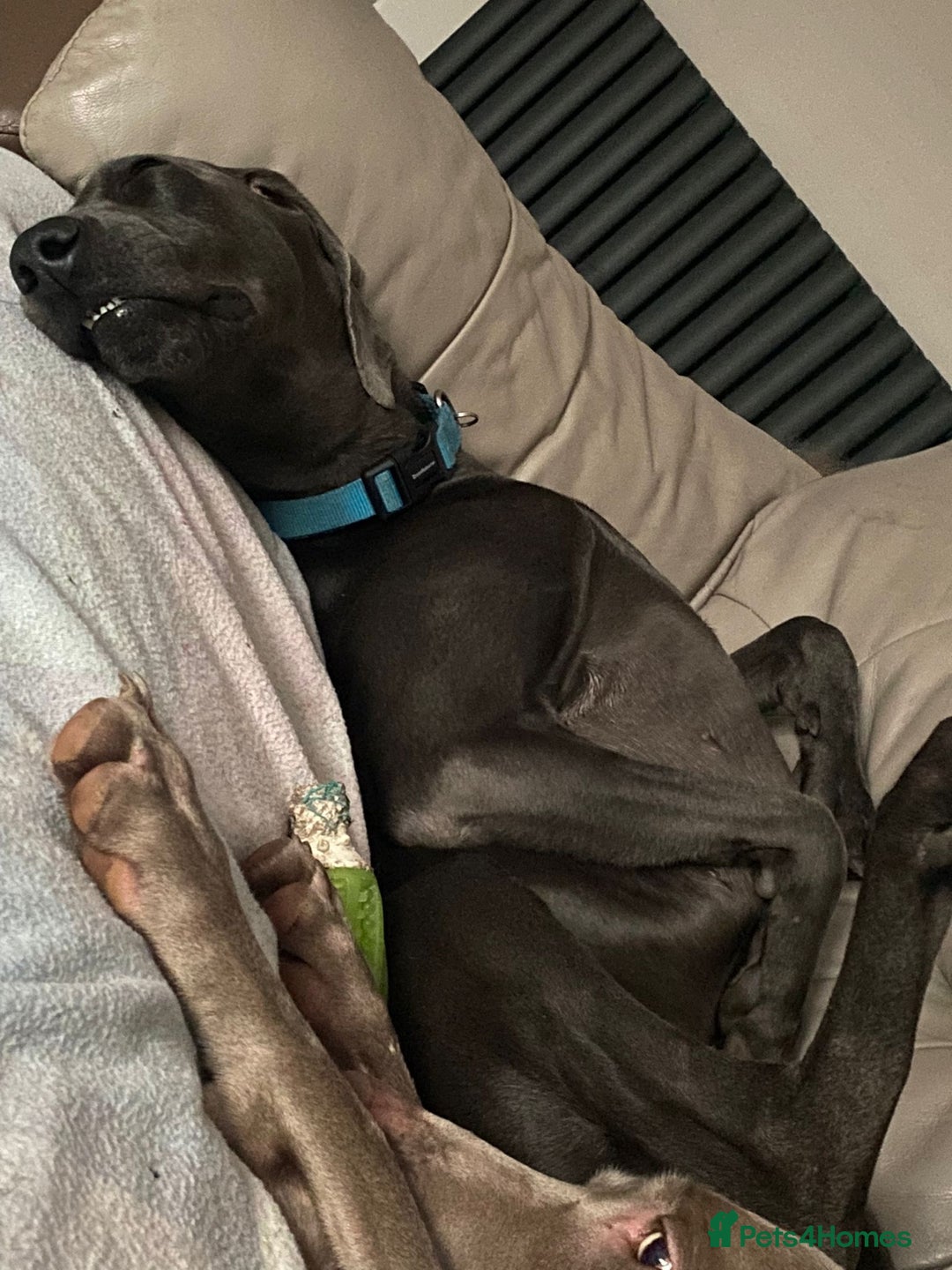 Weimaraner dogs for stud: Blue weimaraner for stud in Elgin - Image 4