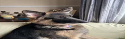 German Shepherd dogs for sale: German shepherd puppies - Advert 4
