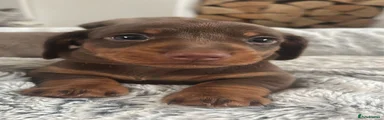 Jax