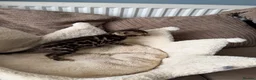 Bengal cats for sale: TICA pure breed Bengal kittens available.  - Advert 21