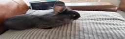 Mixed Breed rabbits for sale: 3 boys for sale  - Advert 3