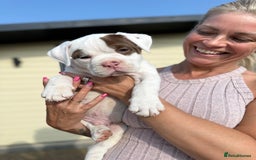 Olde English Bulldogge dogs for sale: Olde English Bulldogge puppies - Image 5