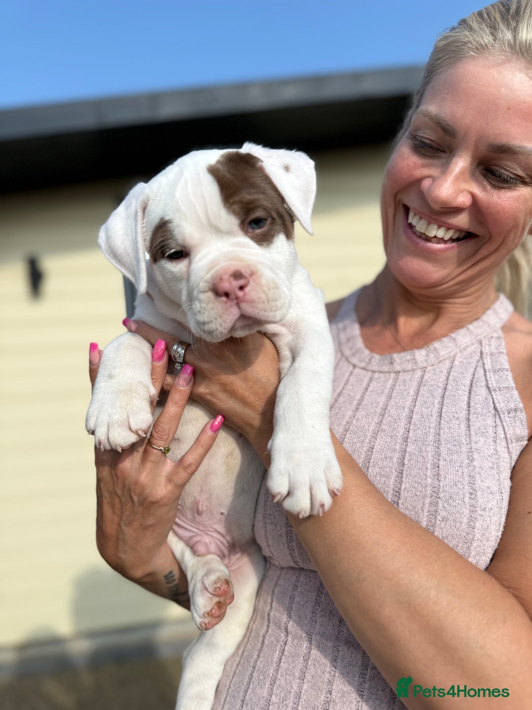 Olde English Bulldogge dogs for sale: Olde English Bulldogge puppies - Image 5