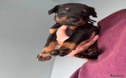 Dobermann dogs for sale:  European Doberman puppies. in Torquay - Image 35
