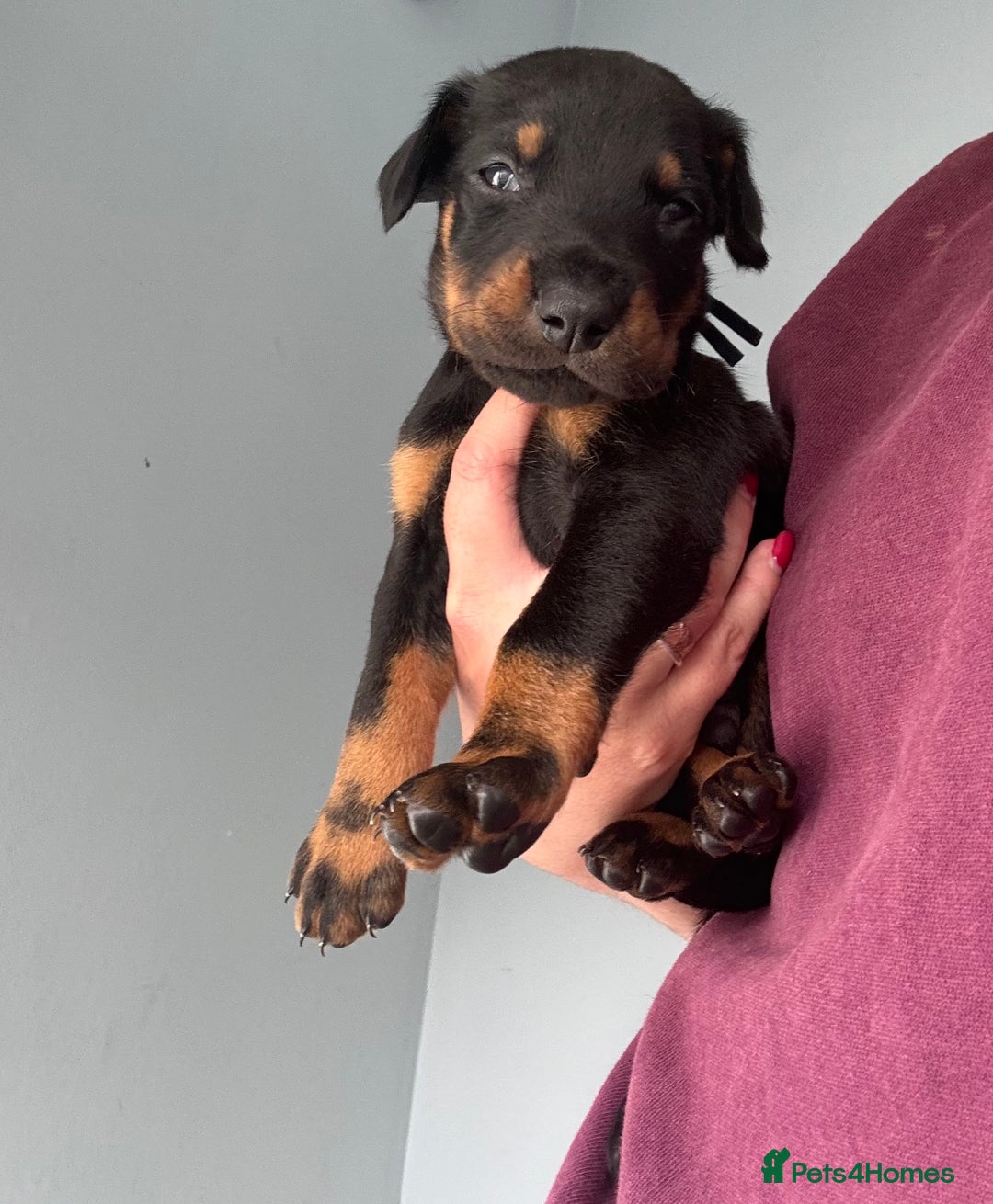 Dobermann dogs for sale:  European Doberman puppies. in Torquay - Image 35