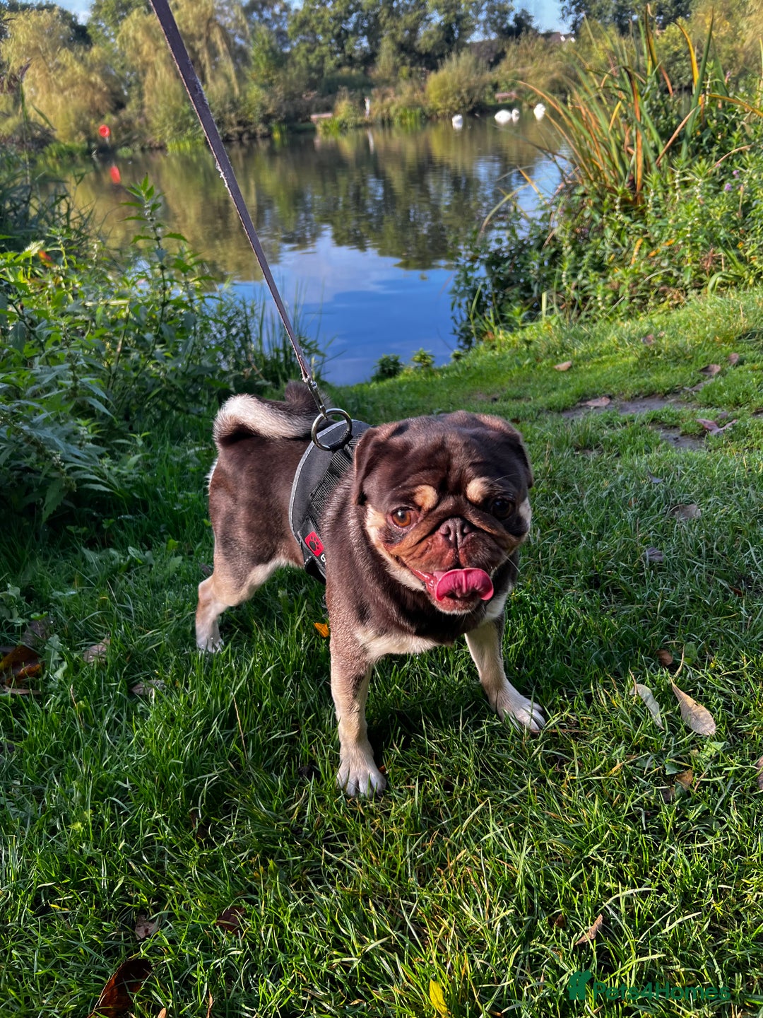 Pug dogs for sale: Kc reg 3 year old chocolate pug  - Advert 10