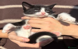 Mixed Breed cats for sale: 5 Gorgeous kittens available now - Image 27