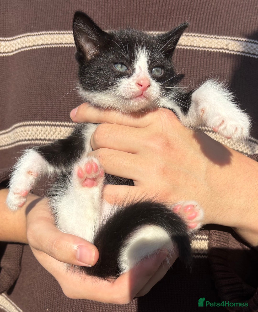 Mixed Breed cats for sale: 5 Gorgeous kittens available now - Image 27