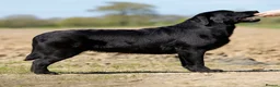 Labrador Retriever dogs for sale: SHOW BLACK ENGLISH LABRADOR TOP QUALITY - Advert 4