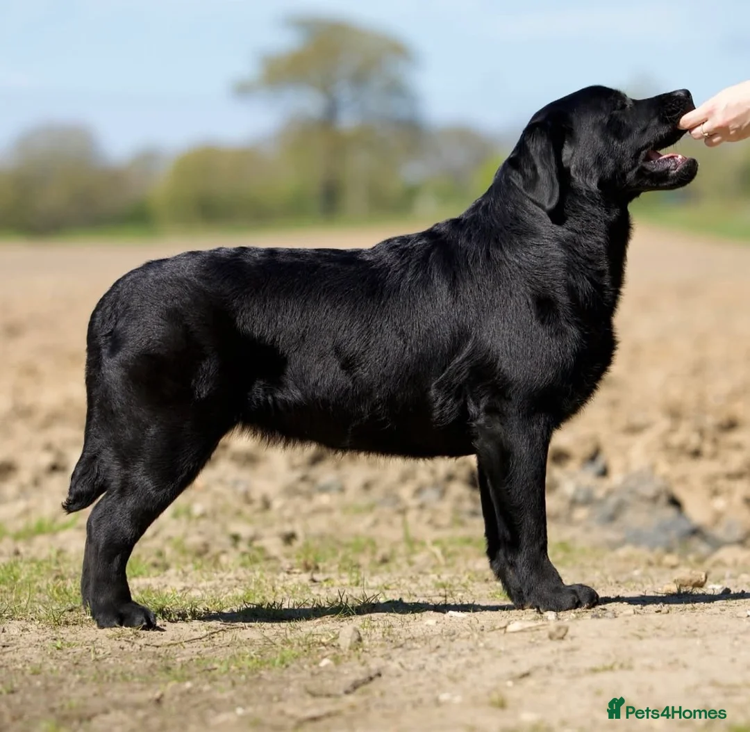 Labrador Retriever dogs for sale: SHOW BLACK ENGLISH LABRADOR TOP QUALITY - Advert 4