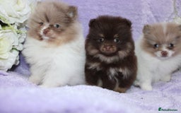 Pomeranian dogs for sale: PARTI MERLE QUALITY KC POMERANIANS - Image 15
