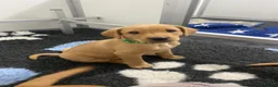 Labrador Retriever dogs for sale: Labrador puppies KC Fully health tested parents  - Advert 19