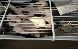 Rat rodents for sale: Rats and cage  - Image 2