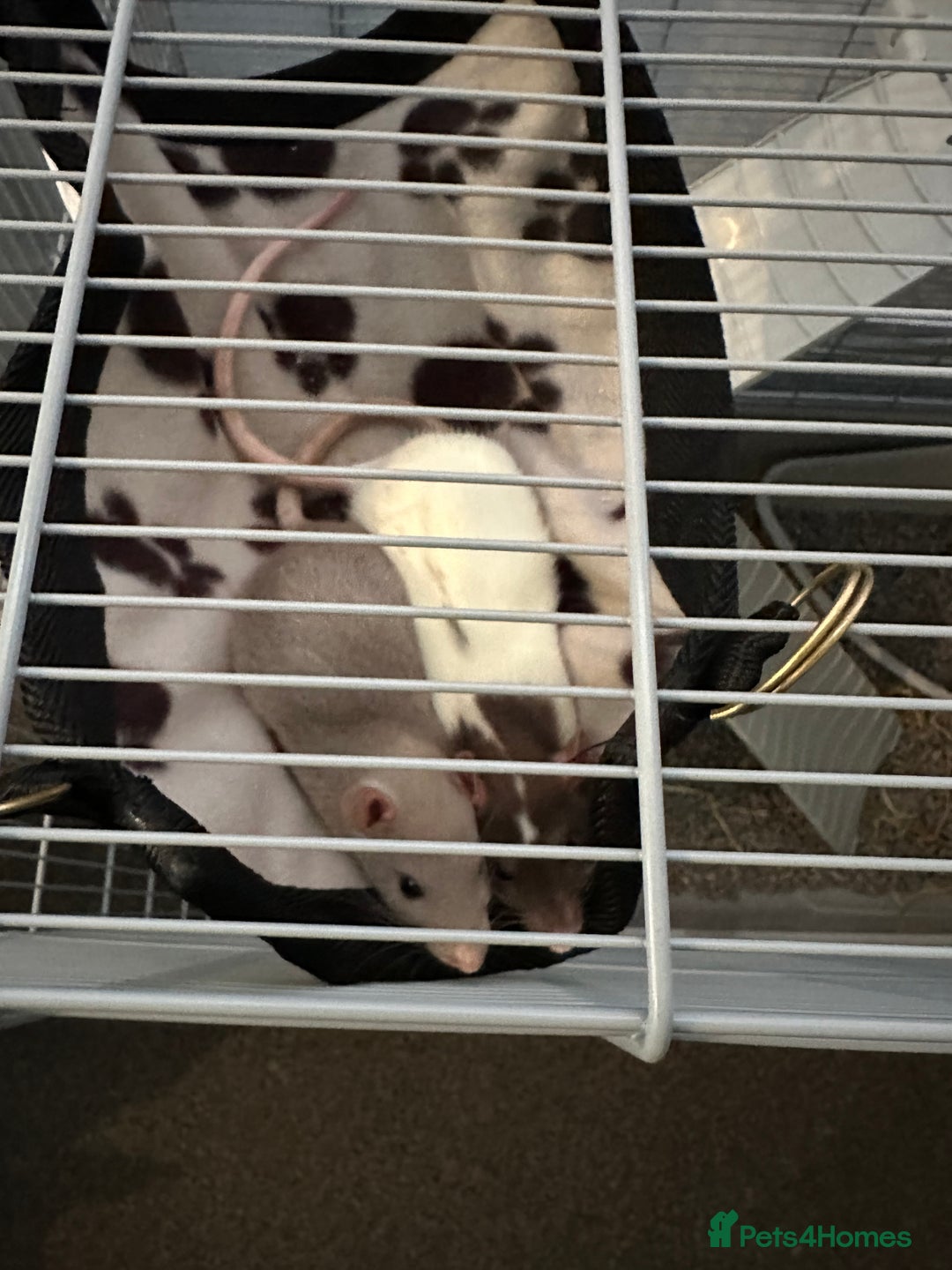 Rat rodents for sale: Rats and cage  - Image 2