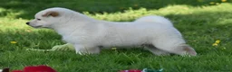 Japanese Shiba Inu dogs for sale: Exceptional Japanese Shiba Inu Puppies - Advert 36