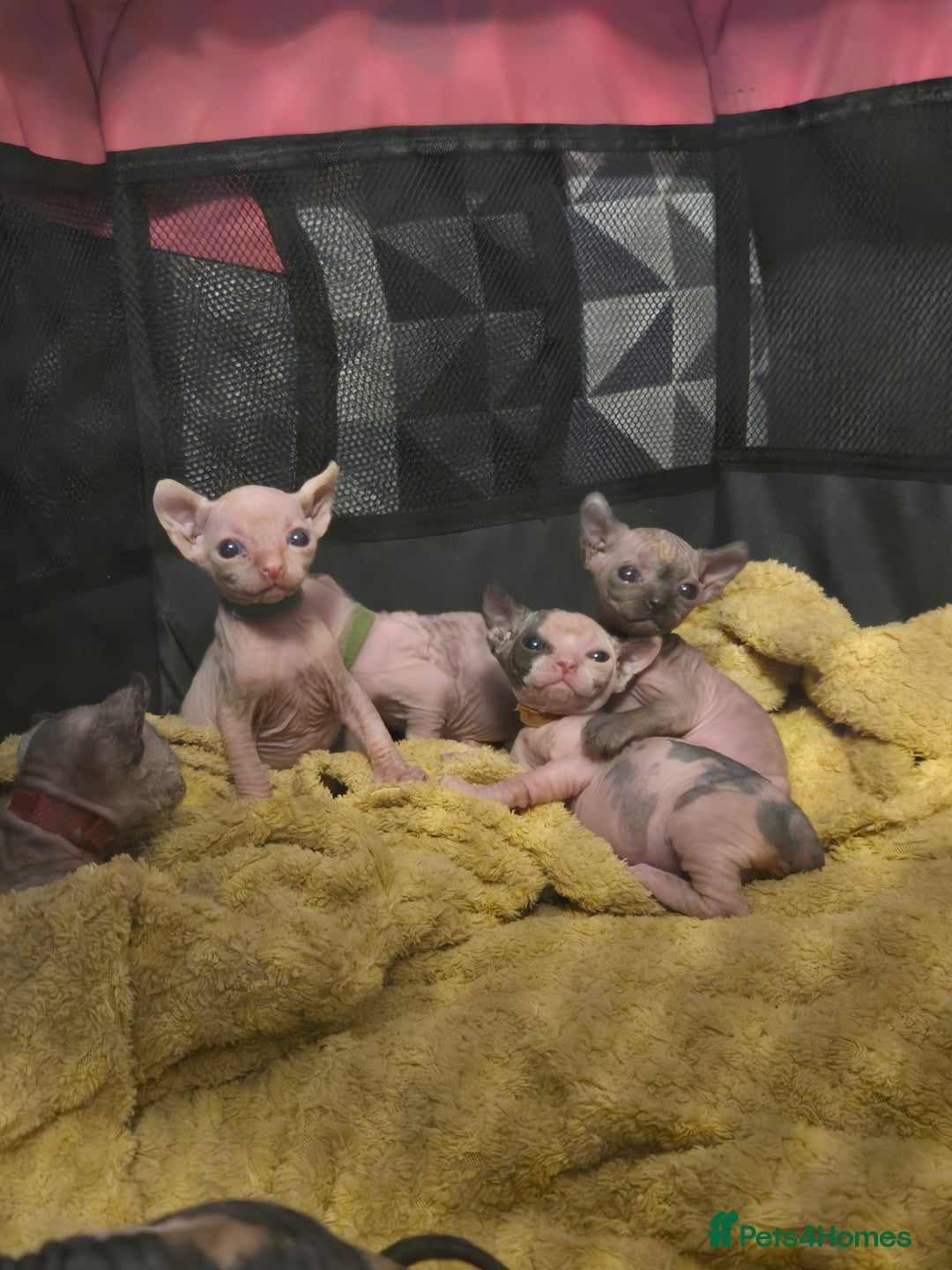 Sphynx cats for sale: Sphynx kittens - Image 5