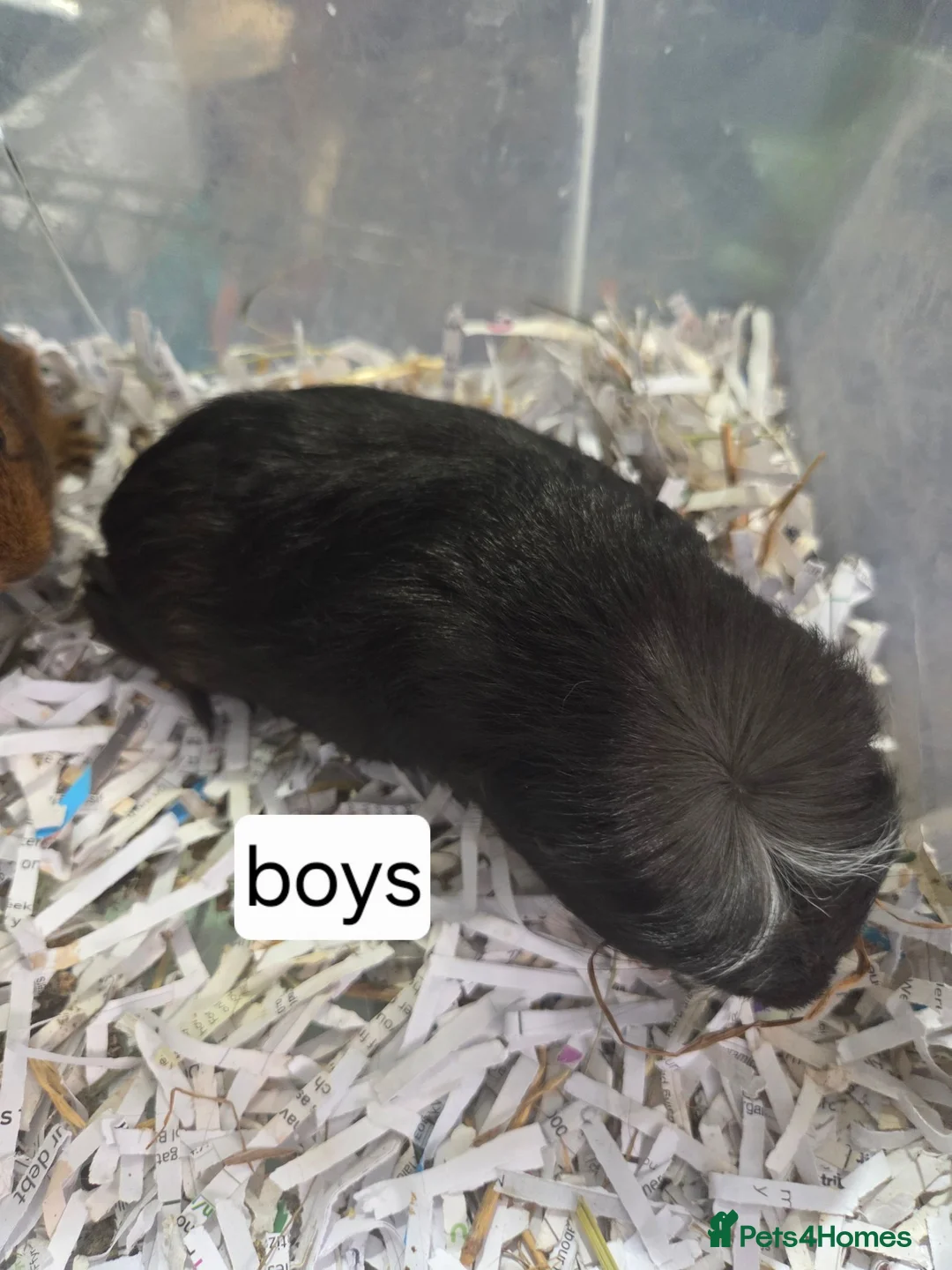 Guinea Pig rodents for sale: Boys and girls for sale  - Advert 2