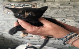 Mixed Breed cats for sale: Beautiful little kittens looking for forever home  - Image 4