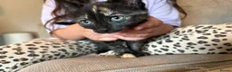 Mixed Breed cats for sale: 3 female kittens - Advert 14