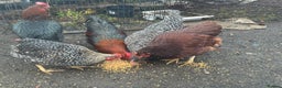 Chickens poultry for sale: X4 Egg laying hens - Advert 10
