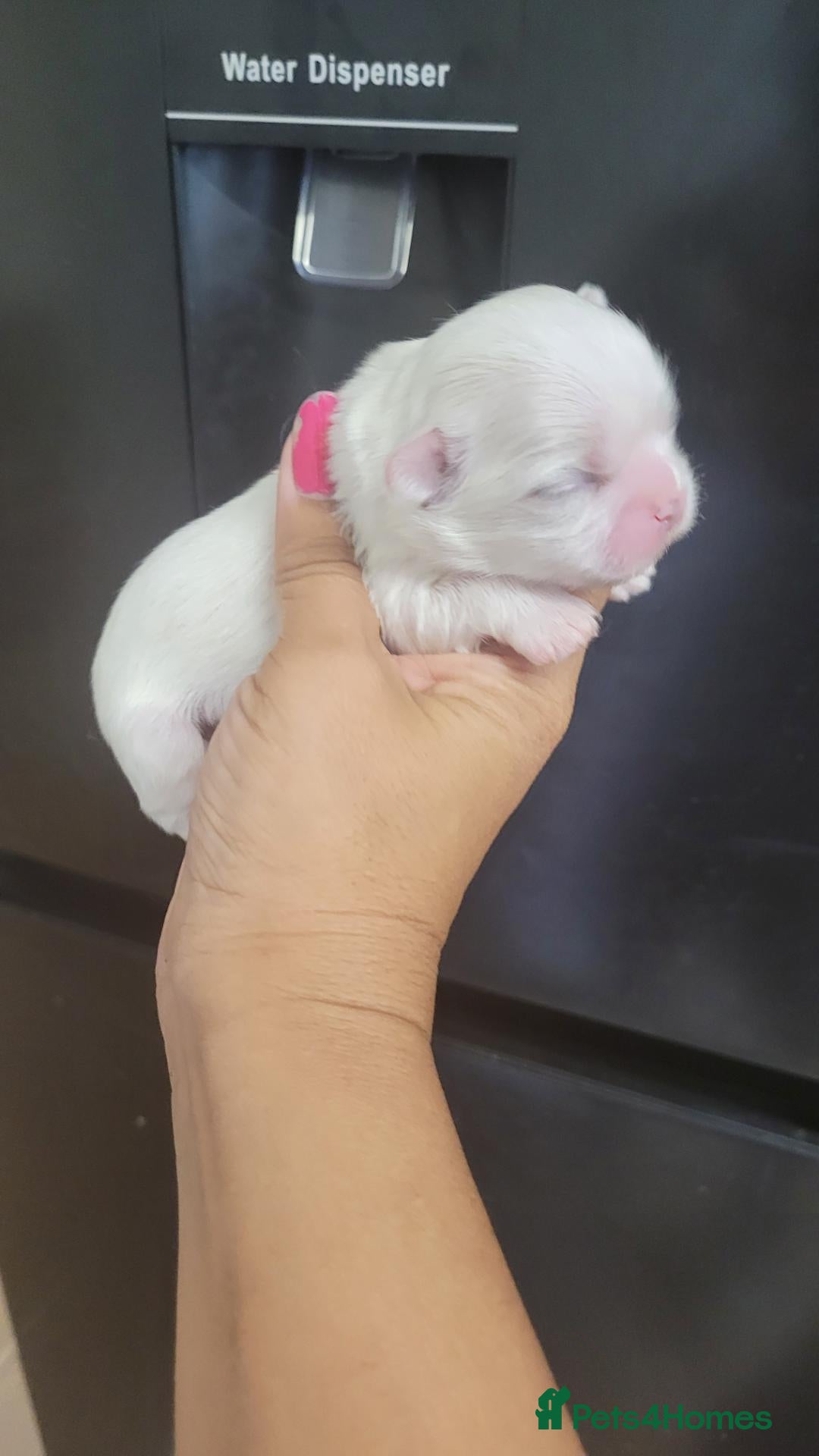 Shih Tzu dogs Blue and Dobie bloodline Imperial ShihTzu. - Advert 1