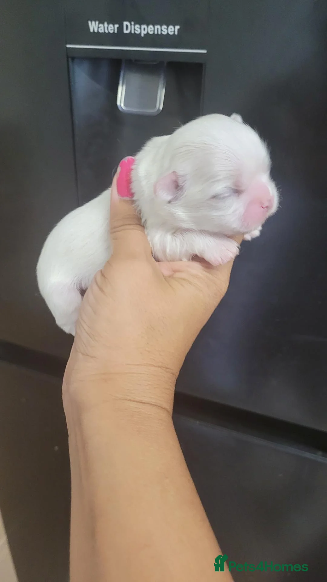 Shih Tzu dogs for sale: Blue and Dobie bloodline Imperial ShihTzu. - Advert 1