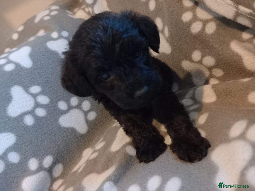 Mixed Breed dogs for sale: TOY SHNOODLES READY 21 DEC - Advert 33