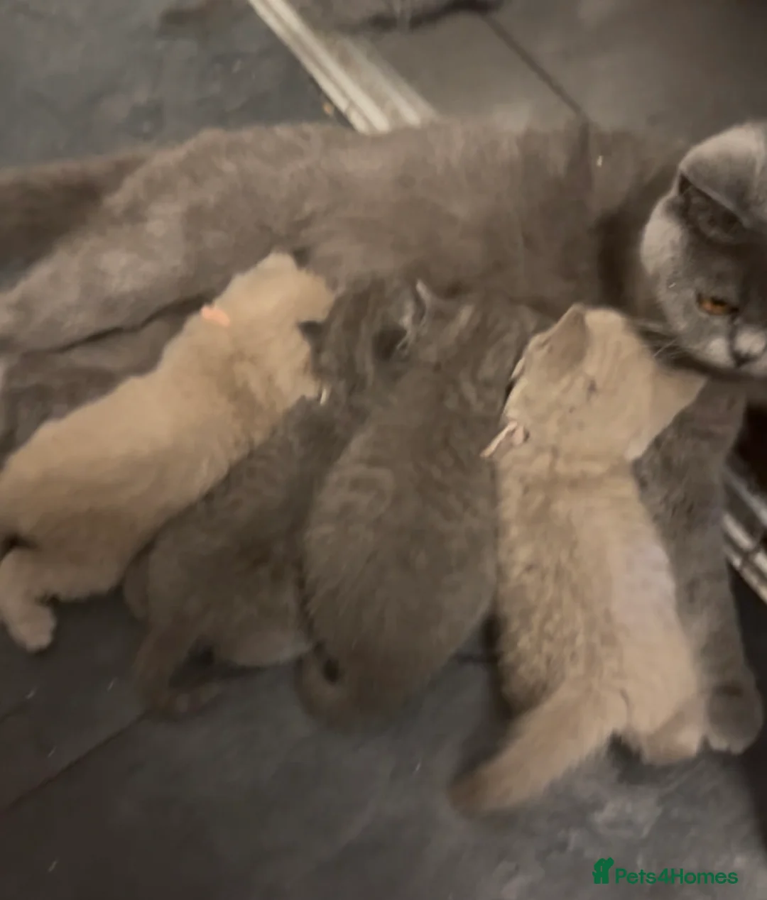 British Shorthair cats for sale: British blue shorthair kittens  - Advert 6