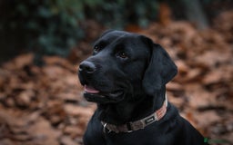 Labrador Retriever dogs for stud: Labrador stud dog produces black yellow chocolate - Image 5