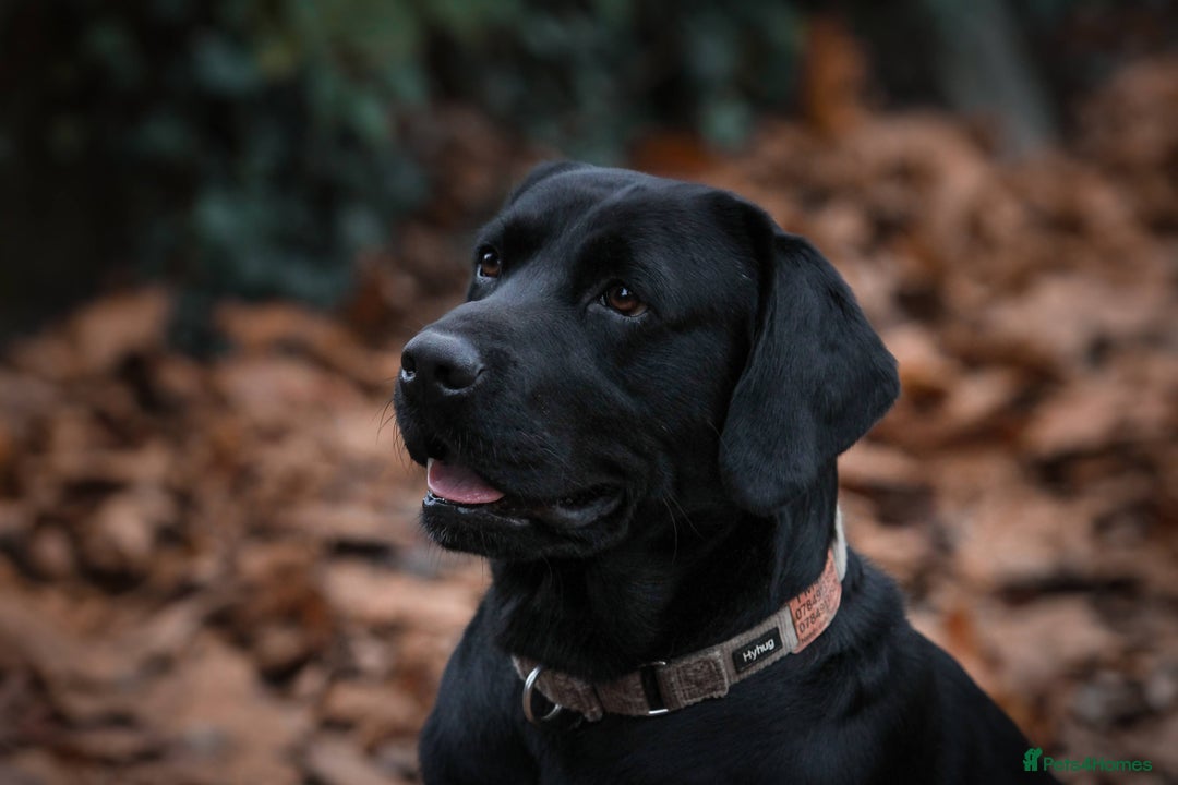 Labrador Retriever dogs for stud: Labrador stud dog produces black yellow chocolate - Image 5