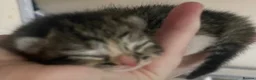 Mixed Breed cats for sale: Three beautiful kittens  in Liverpool - Advert 6