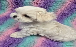 Maltese dogs for sale: FULL KOREAN KC REGISTERED MALTESE PUPIES - Image 18