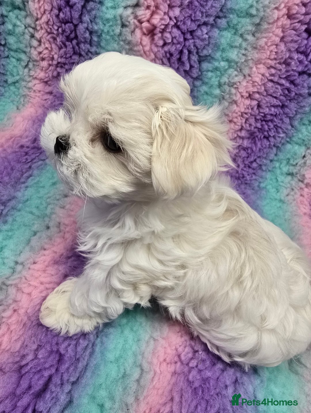 Maltese dogs for sale: FULL KOREAN KC REGISTERED MALTESE PUPIES - Image 18