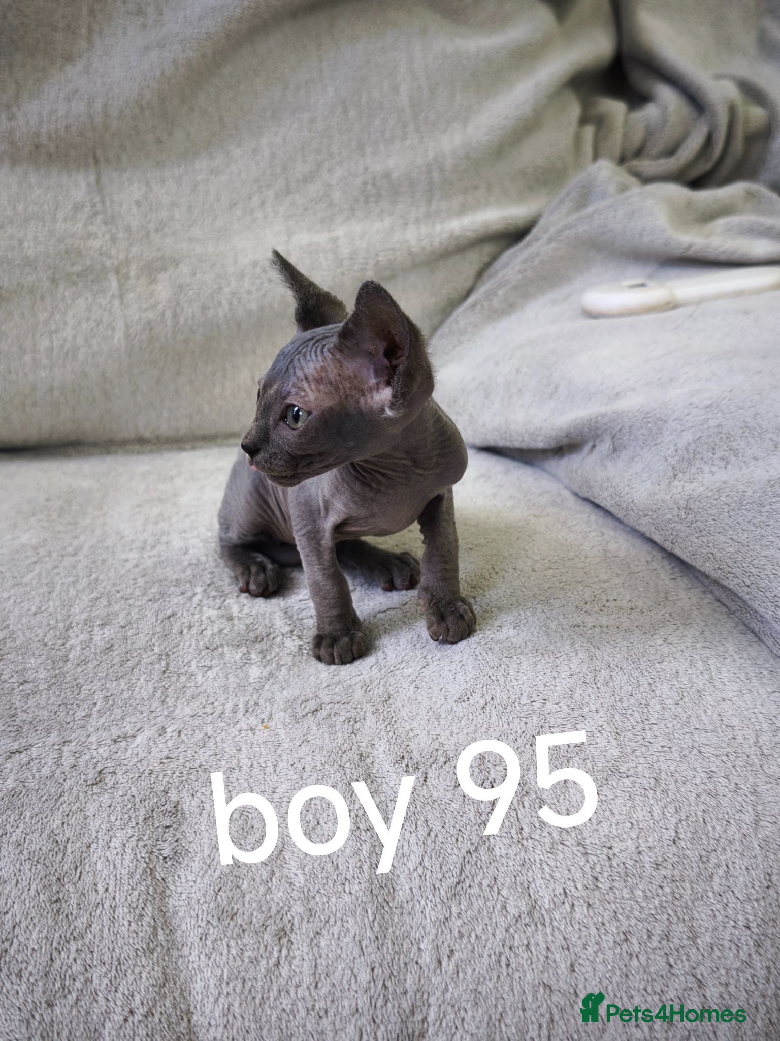 Mixed Breed cats Mixed sphinx kittens for sale  - Advert 16