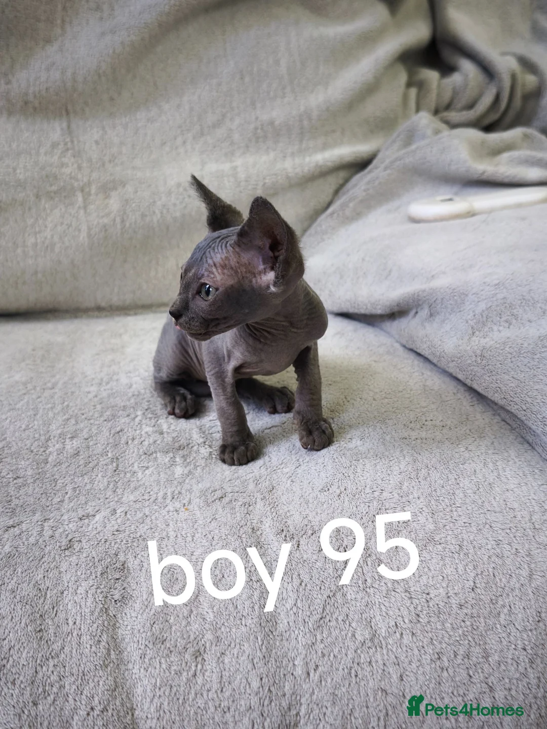 Mixed Breed cats for sale: Mixed sphinx kittens for sale  - Advert 2