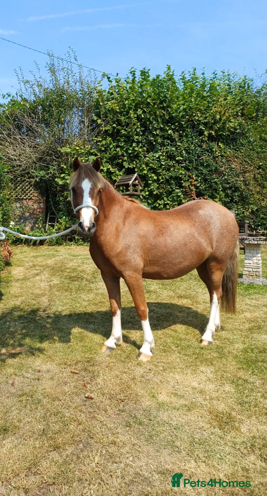 Welsh Section A horses for sale: 11 hh 3 year old Welsh Section A P/B Filly - Image 4