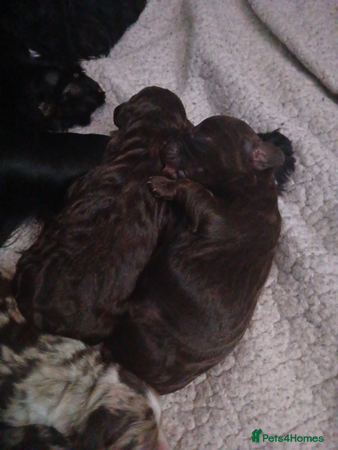 Cockapoo dogs for sale: F1 mini cockerpoos born 22nd December  - Advert 10