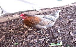 Chickens poultry for sale: 3 chickens 1 Easter Egger & 2 silver leghorn - Image 3