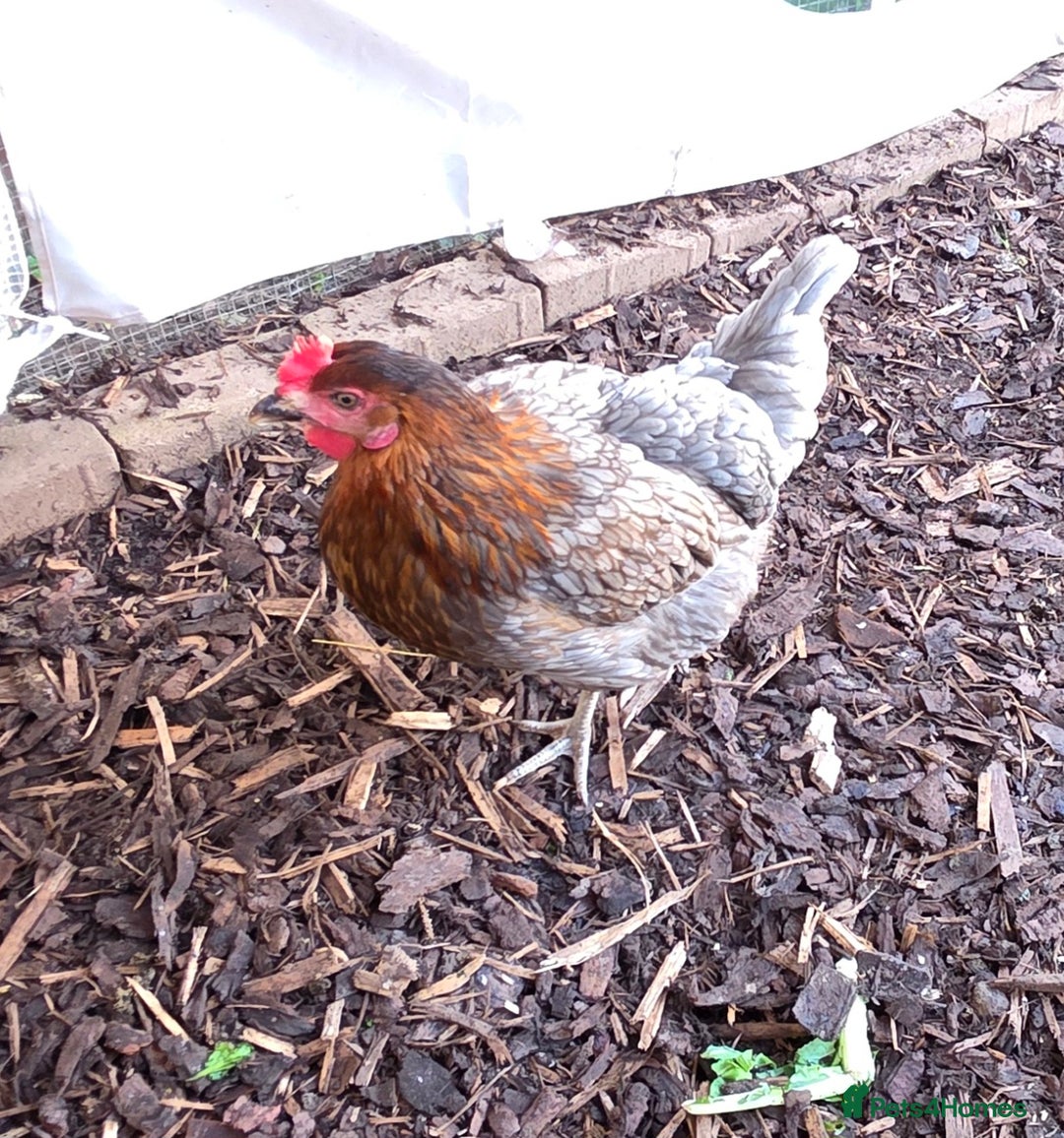 Chickens poultry for sale: 3 chickens 1 Easter Egger & 2 silver leghorn - Image 3