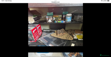 Bearded Dragon reptiles - Advert 12