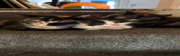 Mixed Breed cats for sale: One little girl left - Advert 3
