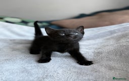Mixed Breed cats for sale: Adorable Kittens Looking for Their Forever Homes ✨ - Image 23