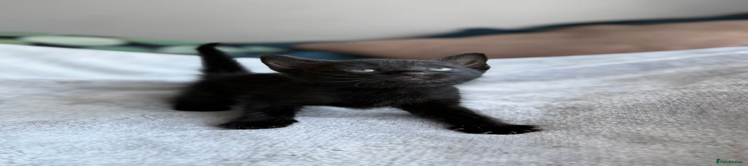 Mixed Breed Kitten 5