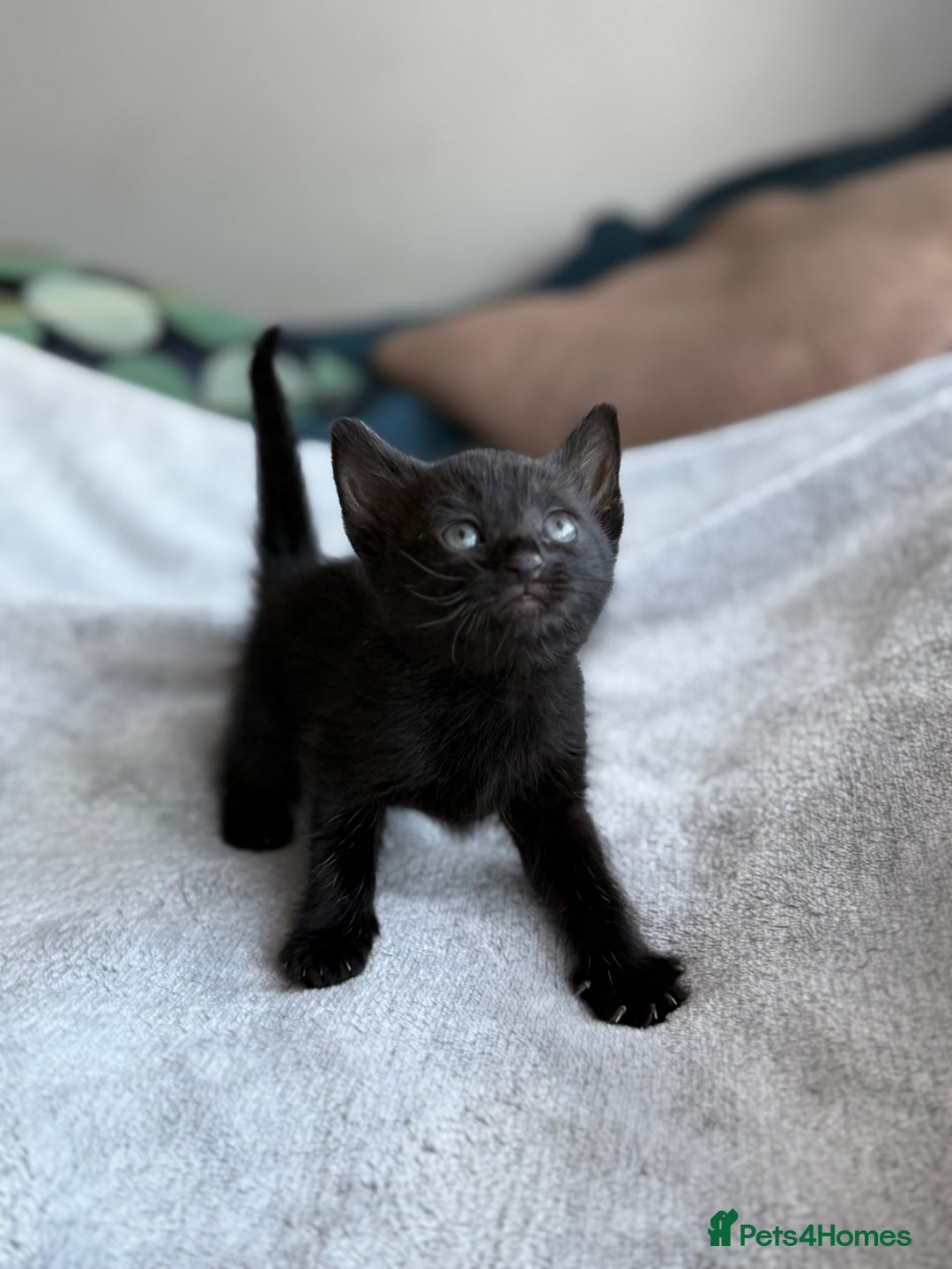 Mixed Breed cats for sale: Adorable Kittens Looking for Their Forever Homes ✨ - Image 23
